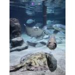 SeaLife8.jpg